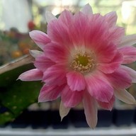 บรรยากาศ คุกกี้รันแคคตัส / CookieRunCactus Facebook.com/CookieRunCactus