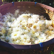 ทุ่งดอกเก๊กฮวย บ้านอมลอง