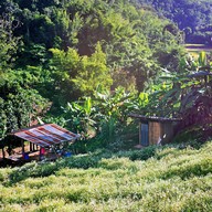 ทุ่งดอกเก๊กฮวย บ้านอมลอง