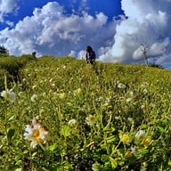 ทุ่งดอกเก๊กฮวย บ้านอมลอง