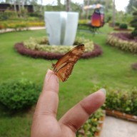 The Butterfly Corner Pattaya
