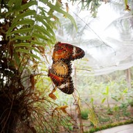 บรรยากาศ The Butterfly Corner Pattaya