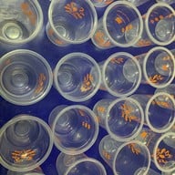 คิสฉะ คลองเตย