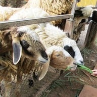 บรรยากาศ ฟาร์มโชคชัย