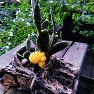 The Treehouse Nongchok