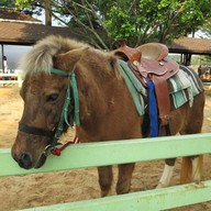 บรรยากาศ ฟาร์มโชคชัย