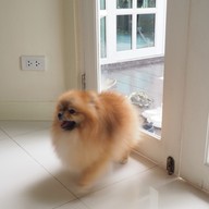 Fluffy & Me Cafe
