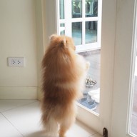 Fluffy & Me Cafe