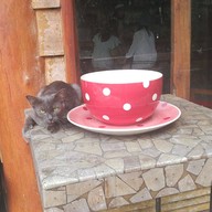 บรรยากาศ กาแฟดอยแตง