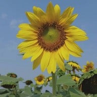 บรรยากาศ สะดืออีสาน