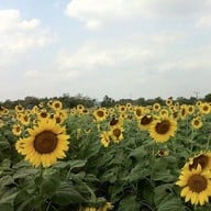 บรรยากาศ สะดืออีสาน