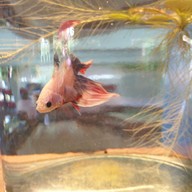 บรรยากาศ คุ้งบางกระเจ้า