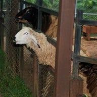 บรรยากาศ ฟาร์มโชคชัย