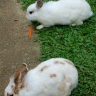 บรรยากาศ ฟาร์มโชคชัย