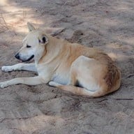 ชายหาดแหลมสิงห์