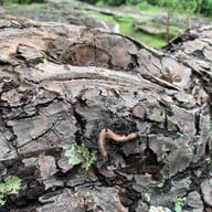 น้ำตกคำหอม