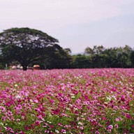 บรรยากาศ Jim Thompson Farm