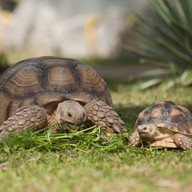 โรงแรม ถาวร บีช วิลเลจ รีสอร์ท แอนด์ สปา