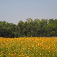 บรรยากาศ Jim Thompson Farm