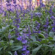 บรรยากาศ Jim Thompson Farm