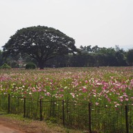 บรรยากาศ Jim Thompson Farm
