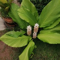 บรรยากาศ ศาลเจ้าพ่อชุมพล