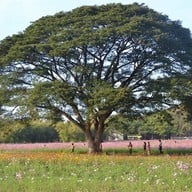 บรรยากาศ Jim Thompson Farm