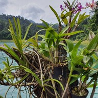 Pond Rich Tour At Khao Sok Lake