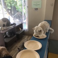 Cat Brothers Cafe