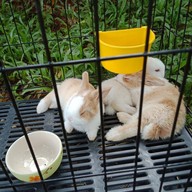 บรรยากาศ Rabbit Land