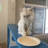 Cat Brothers Cafe