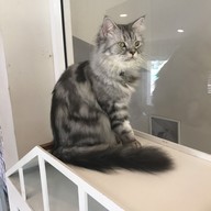 Cat Brothers Cafe