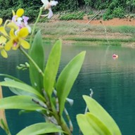 Pond Rich Tour At Khao Sok Lake