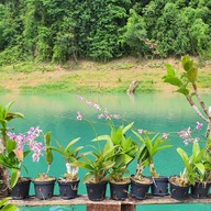 Pond Rich Tour At Khao Sok