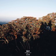 ดอกกุหลาบพันปีที่ใครหลายคนตามหา