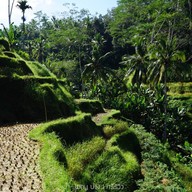 บรรยากาศ Tegalalang Rice Terrace