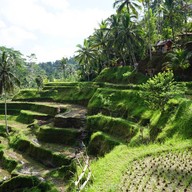 บรรยากาศ Tegalalang Rice Terrace