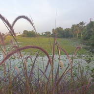 Kannika Garden