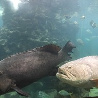 สถานแสดงพันธุ์สัตว์น้ำภูเก็ต