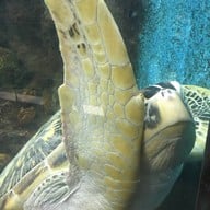 บรรยากาศ สถานแสดงพันธุ์สัตว์น้ำภูเก็ต