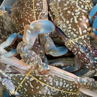 เมนูของร้าน หมึกสะเด็ด Food & Coffee Garden