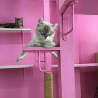 บรรยากาศ Fat Cat Cafe Club