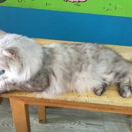 บรรยากาศ Fat Cat Cafe Club