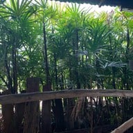 ป้าแอ๊ด