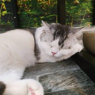 บรรยากาศ Catz Cafe