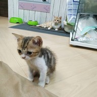 บรรยากาศ Catz Cafe