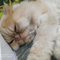 บรรยากาศ Catz Cafe