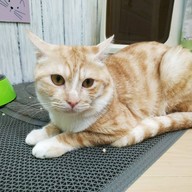 บรรยากาศ Catz Cafe