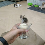 เมนูของร้าน Catz Cafe