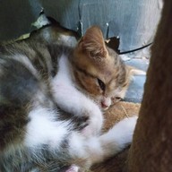 บรรยากาศ Catz Cafe